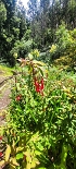 Plants: image 48 Of 208 Thumb